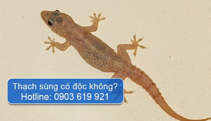 Thạch Sùng Có Độc Không? Gallery 2