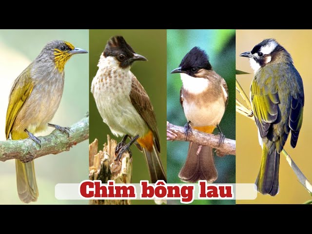 Tiếng Chào Mào Vàng Gallery 2