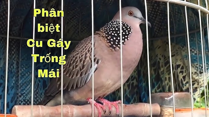 Tiếng Cu Gáy Mái: Đặc Điểm, Phân Biệt Và Những Điều Thú Vị Gallery 2