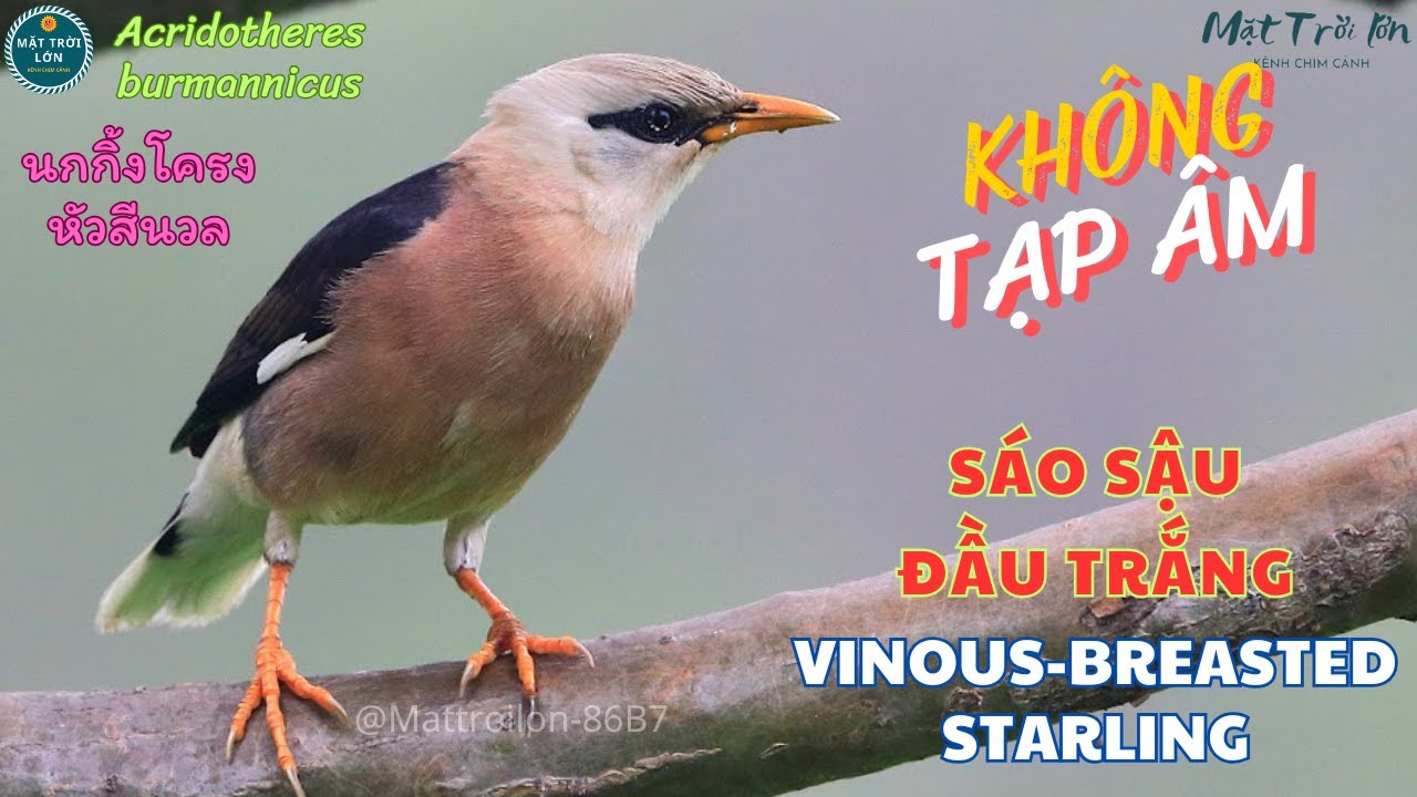 Tiếng Chim Sáo Gọi Bầy Gallery 2