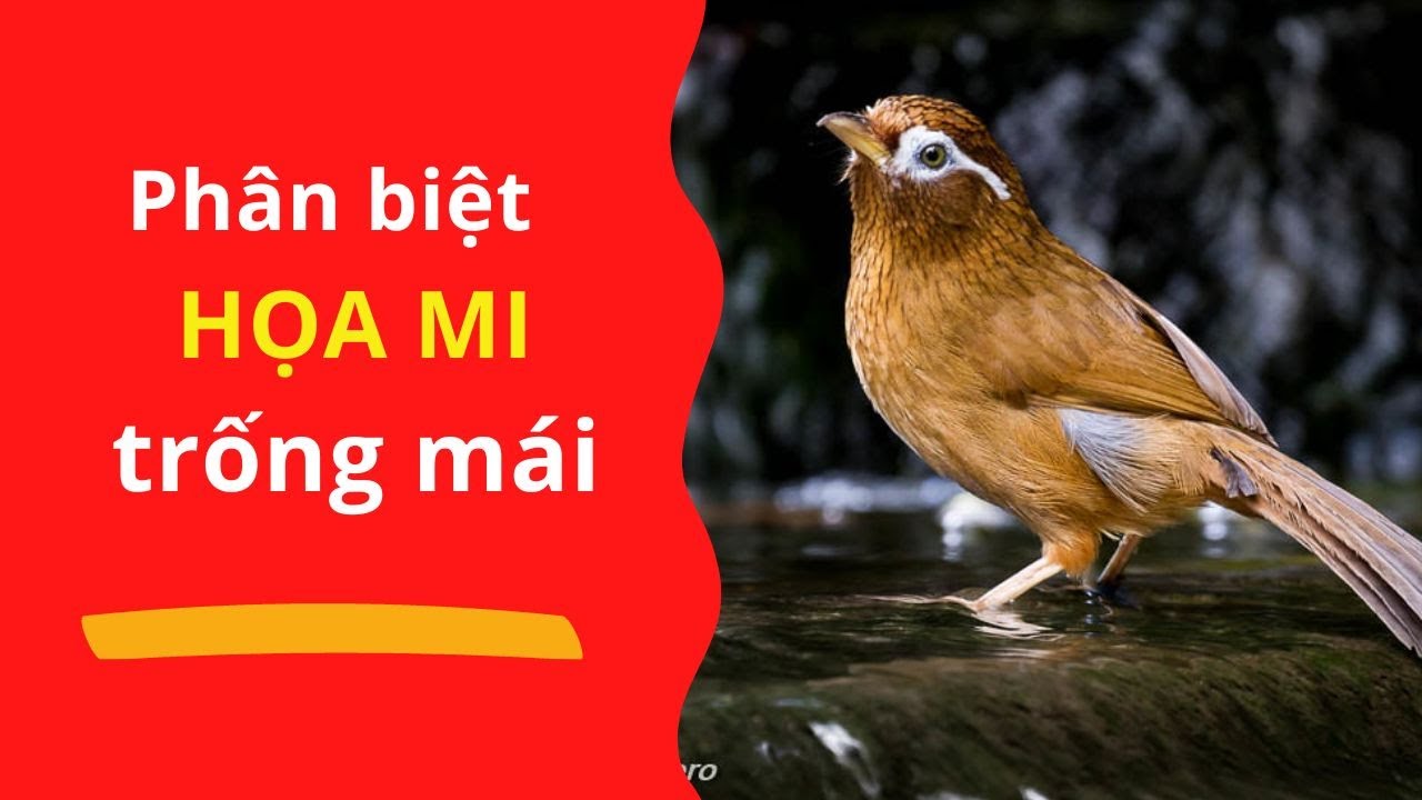 Họa Mi Hót Mái Gallery 2