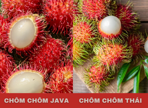 Trộm hay Chộm? Gallery 1