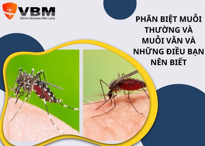 Mu Muội Là Gì? Gallery 2