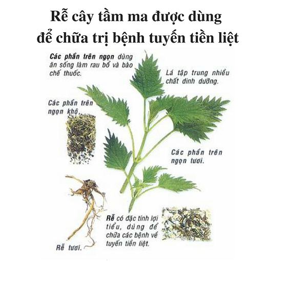 Cây Tầm Ma Mọc Ở Đâu? Gallery 1