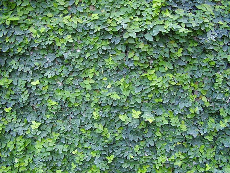 Cây Trâu Cổ Mọc Ở Đâu? Gallery 1