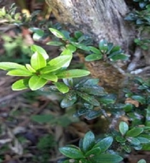 Thông Tre Lá Ngắn Gallery 2