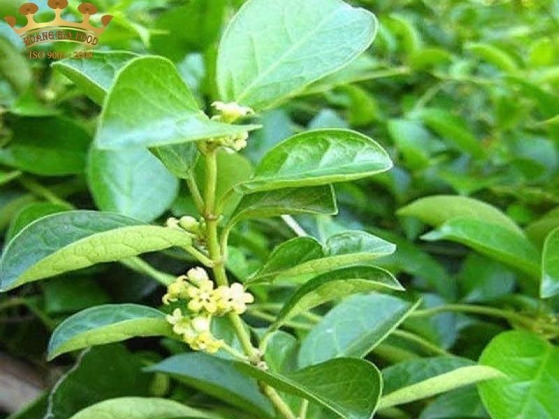 Dây Thìa Canh Mọc Ở Đâu? Gallery 1
