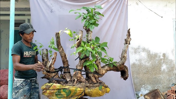 Cây Gai Bướm Rừng Gallery 2