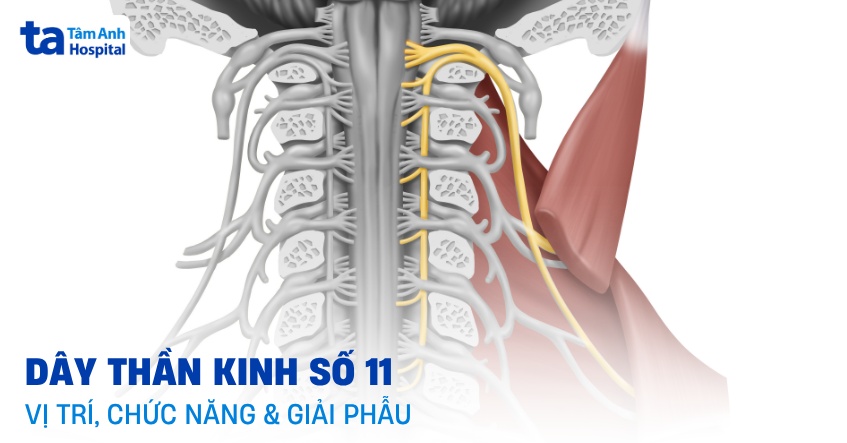 Phân tích dây thần kinh da 11 Gallery 2