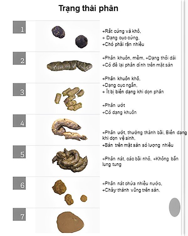 Phân Chó Màu Đen: Nguyên Nhân và Điều Bạn Cần Biết