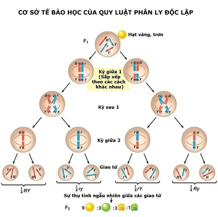 Phân li độc lập là gì?