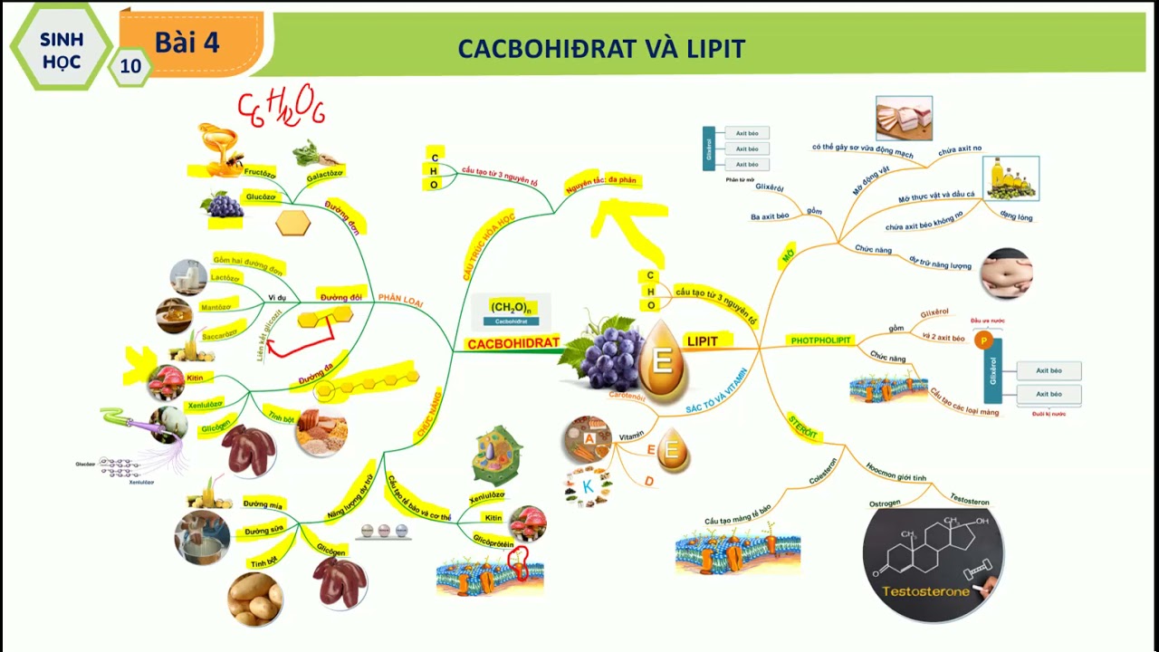 Sơ đồ tư duy Cacbohidrat Gallery 2