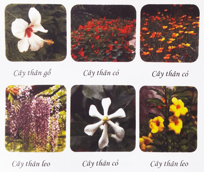Các Loại Cây Cảnh Phổ Biến Và Cách Chăm Sóc Gallery 2