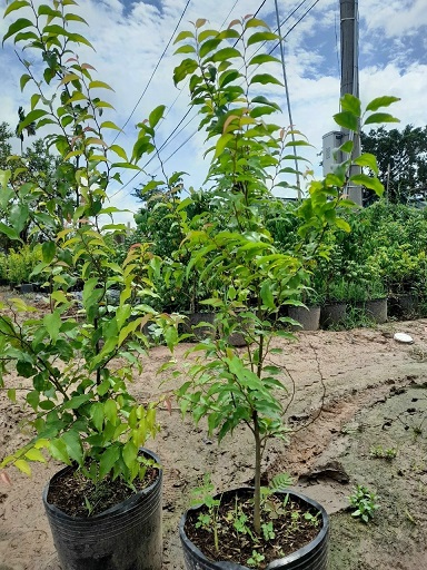 Cây Hồng Quân Có Mấy Loại? Gallery 1