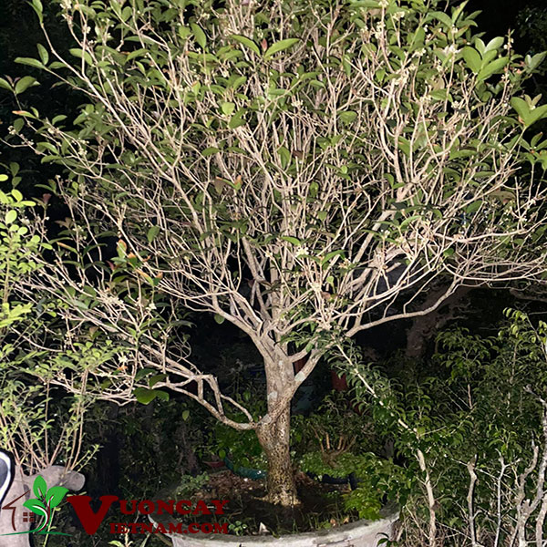 Cây Mộc Hương Có Mấy Loại? Gallery 1
