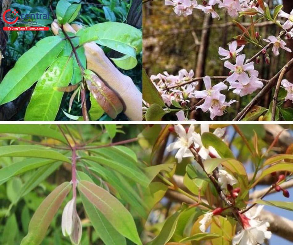 Cây Thành Ngạnh Có Mấy Loại? Gallery 2