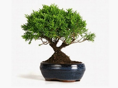 Cây Tùng Bồng Lai Có Mấy Loại? Gallery 2