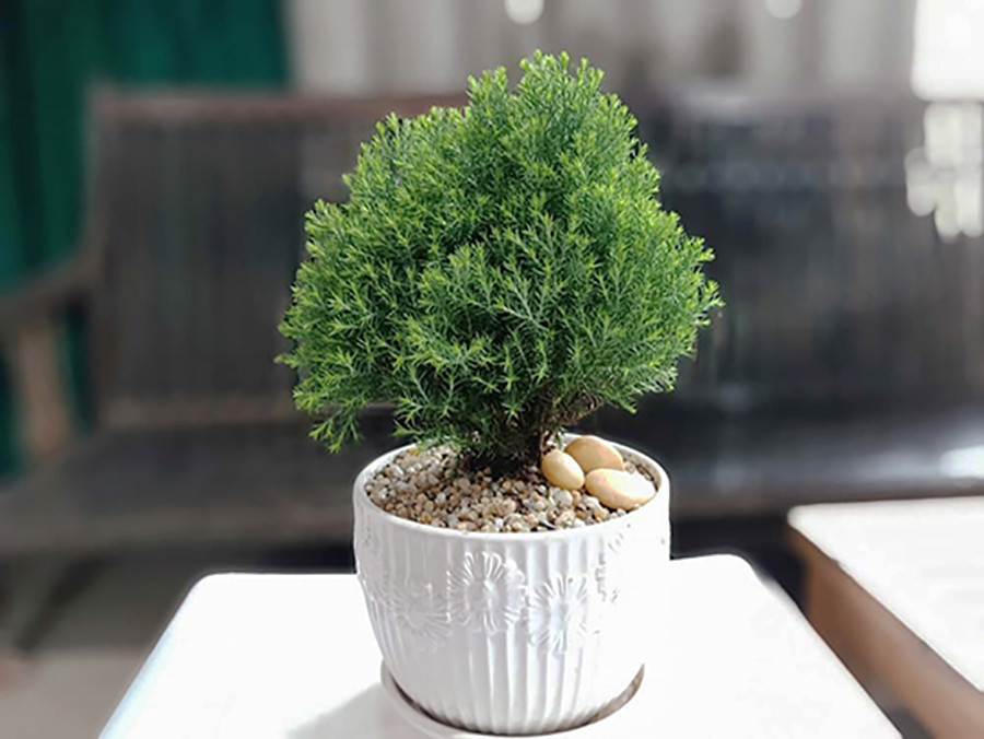 Cây Tùng Bồng Lai Có Mấy Loại? Gallery 1