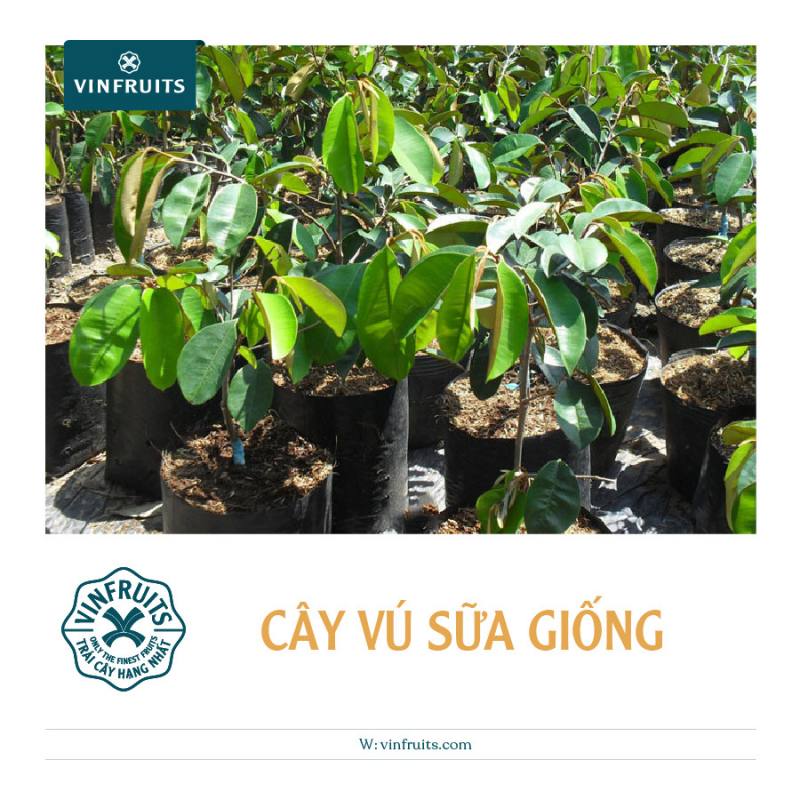 Cây Vú Sữa Có Mấy Loại? Gallery 2