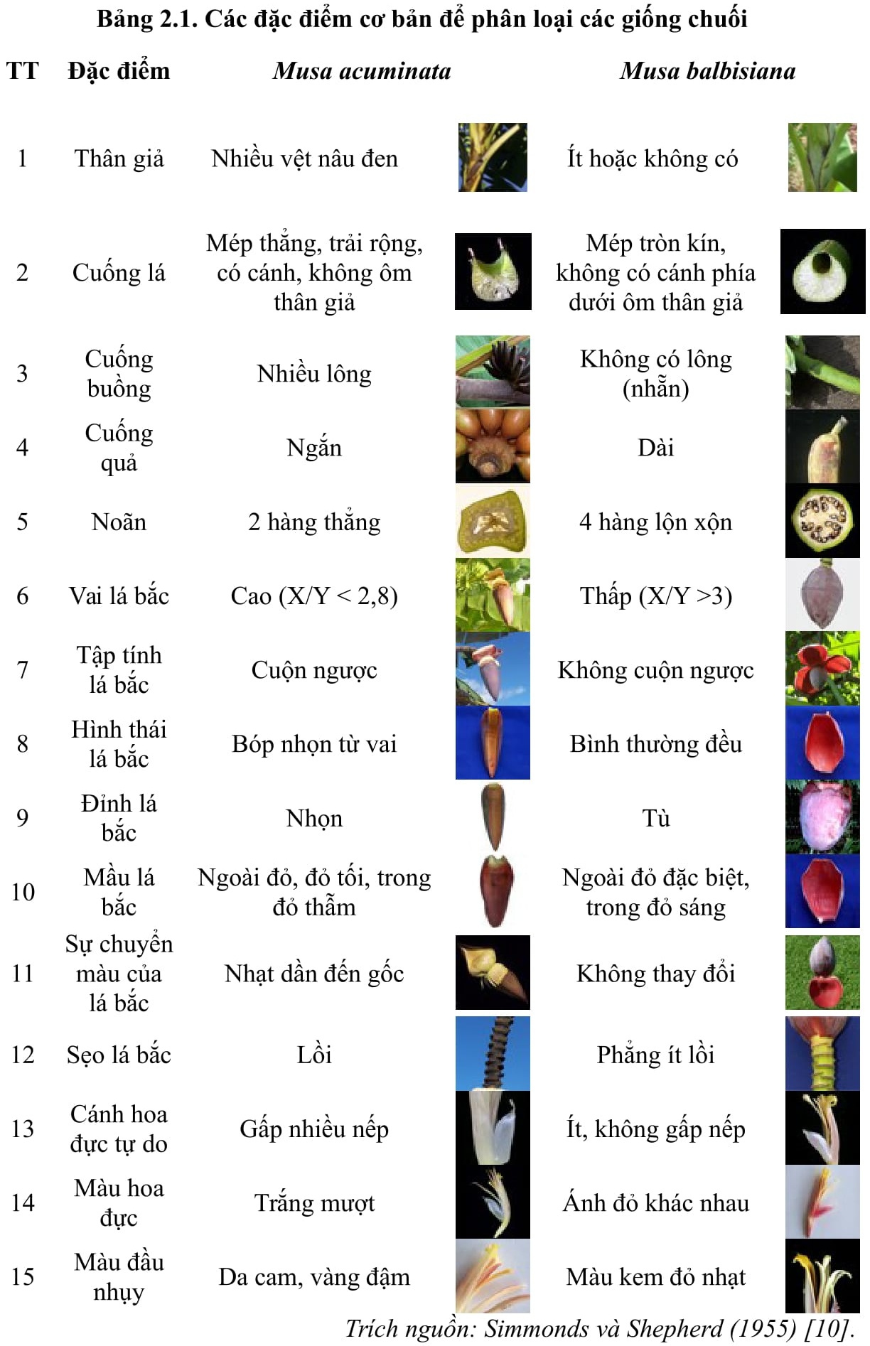 Có Bao Nhiêu Loại Chuối? Gallery 1