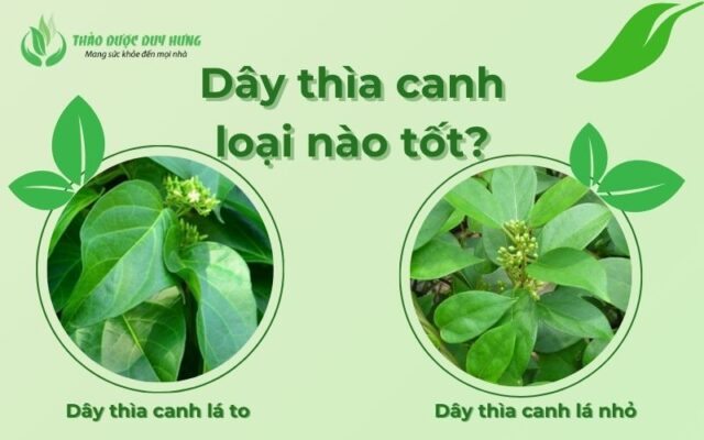 Dây Thìa Canh Có Mấy Loại? Gallery 2