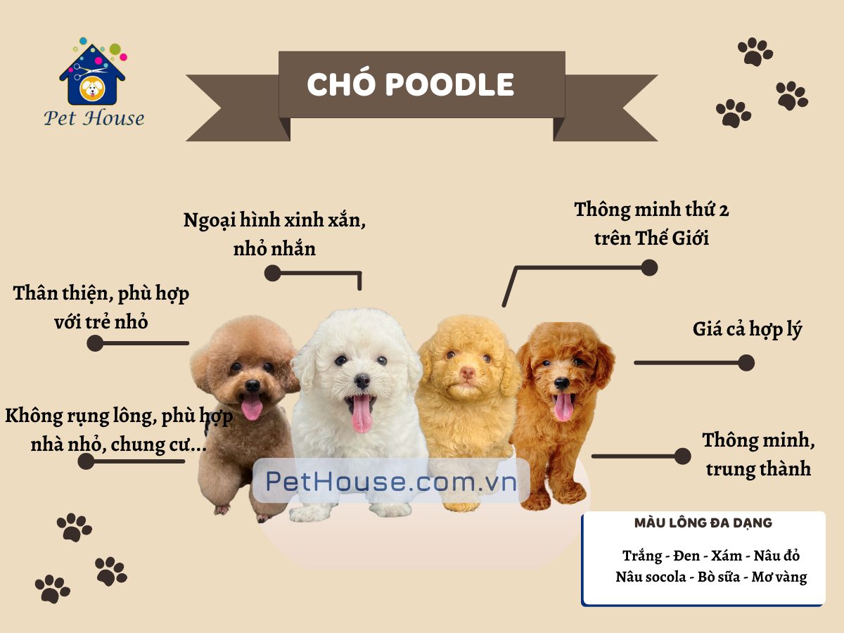 Chó lớn số mấy? Gallery 1