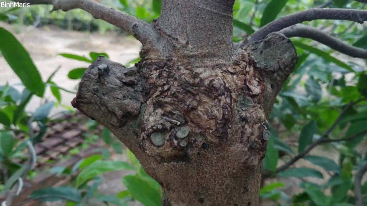 Mai Xù Có Mấy Loại? Gallery 1