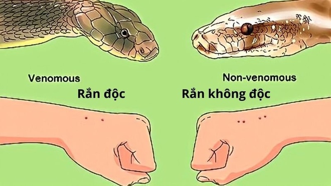 Rắn ráo có độc không? Gallery 1