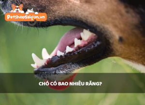 Chó có bao nhiêu cái răng? Gallery 1