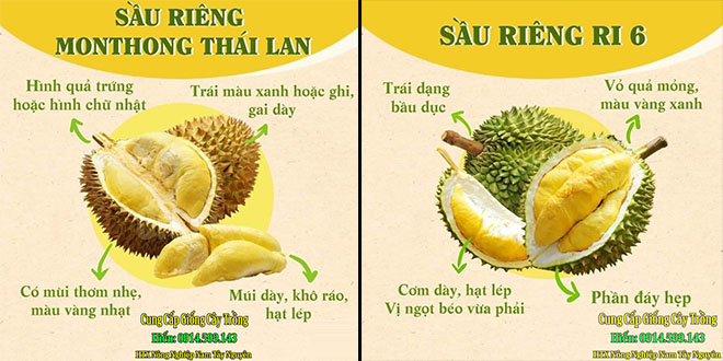 Có Mấy Loại Sầu Riêng? Gallery 1