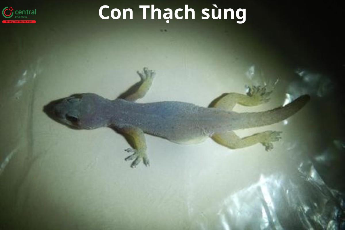 Thạch Sùng Đẻ Trứng Hay Đẻ Con? Gallery 1