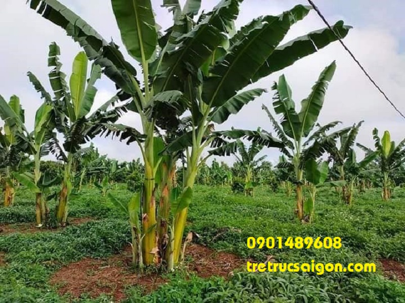 Thân Cây Chuối Nào Ăn Được? Gallery 1