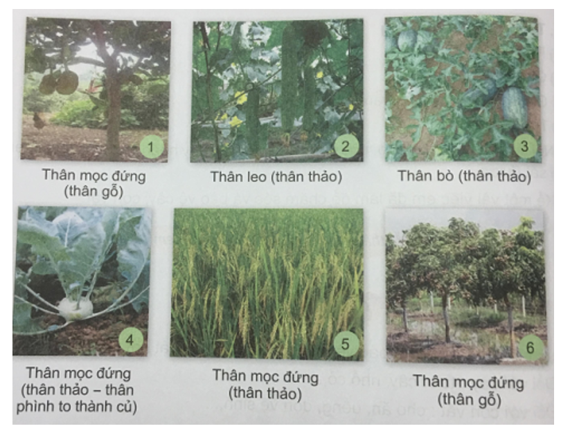 Cây Xoài Thuộc Loại Thân Gì? Gallery 2