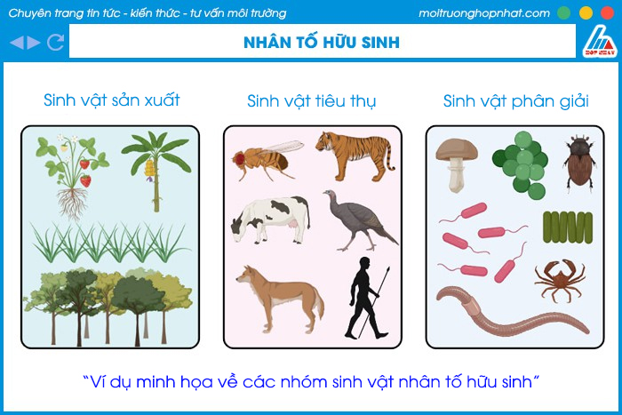 Thành phần hữu sinh của hệ sinh thái gồm những gì? Gallery 1