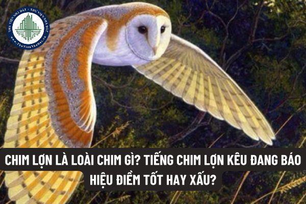 Tiếng Kêu Chim Lợn: Giải Mã Âm Thanh Bí Ẩn Của Rừng Xanh Gallery 1