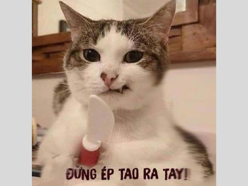 Meme Nhìn: Tổng Hợp và Giải Mã Biểu Cảm Gallery 2