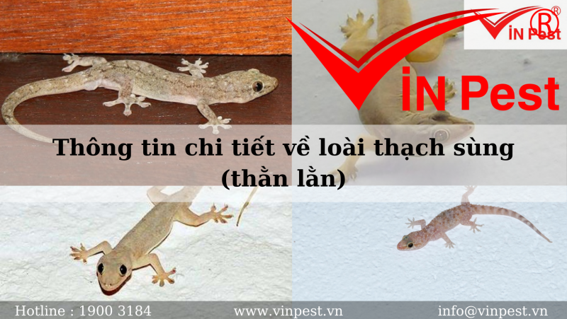 Thạch Sùng Là Con Gì? Gallery 2