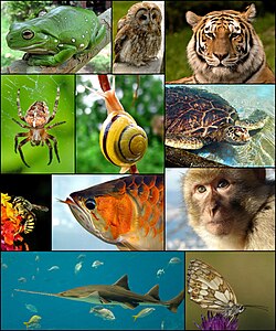 Số lượng các loài động vật trên Trái Đất Gallery 1