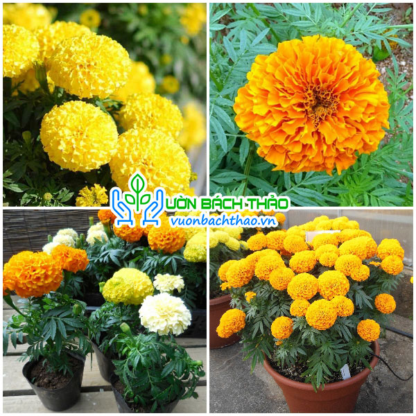 Bông Vạn Thọ Ăn Được Không? Gallery 1