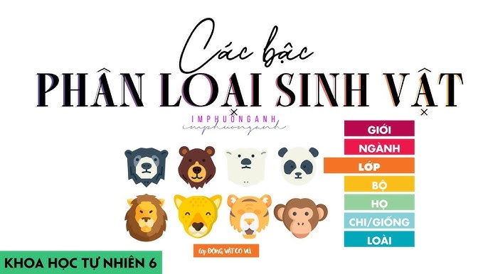 Vật là gì? Định nghĩa, phân loại và ví dụ Gallery 1