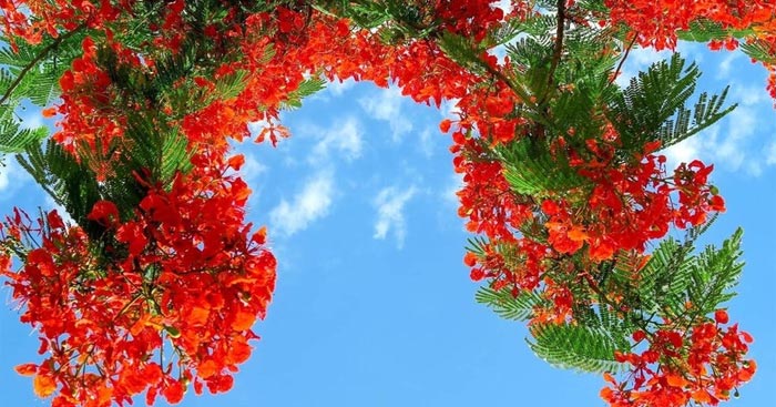 Thơ về Hoa Phượng: Tuyệt tác mùa hè rực rỡ Gallery 2