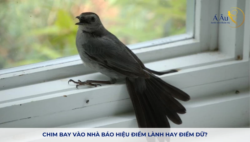 Chim bay vào nhà là điềm gì? Gallery 2