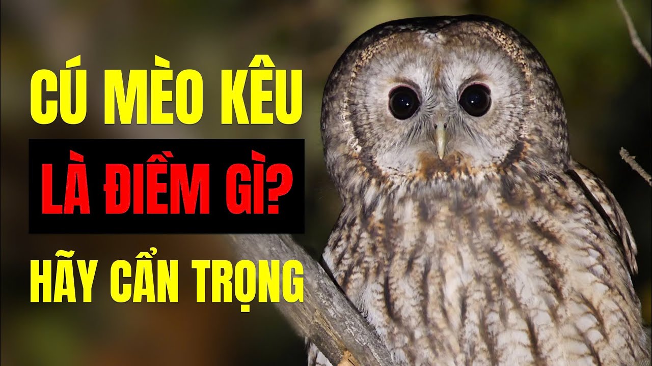 Cú mèo kêu 1 tiếng báo hiệu điều gì? Gallery 1