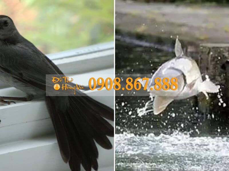 Chim sa cá lặn là điềm gì? Gallery 1
