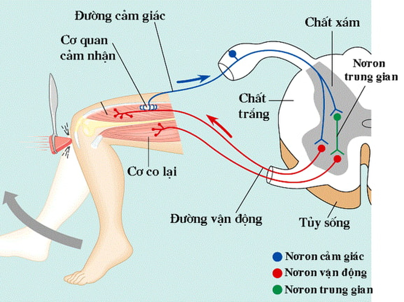 Phản Xạ Là Gì?