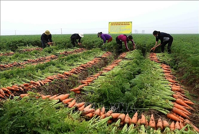 Phát triển nông nghiệp hàng hóa ở Đồng bằng sông Hồng chủ yếu nhằm mục đích gì?