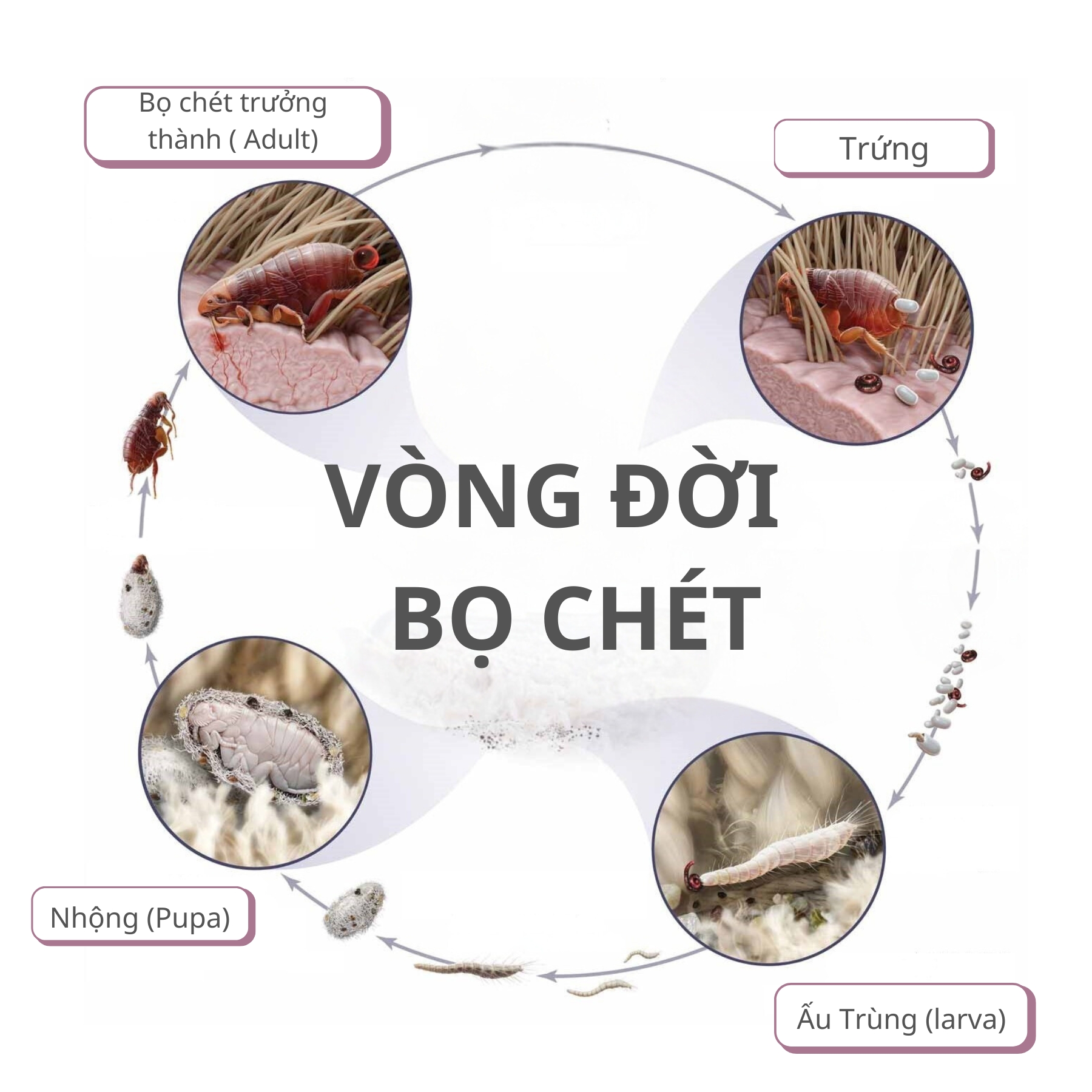 Cách Trị Bọ Chét Hiệu Quả Gallery 2
