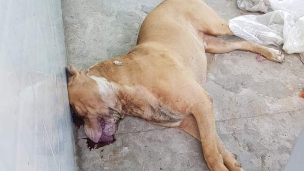 Chó Pitbull Cắn Người: Nguyên Nhân, Phòng Ngừa và Hậu Quả Gallery 2
