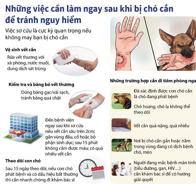 Chó bị chó khác cắn: Xử lý vết thương và phòng ngừa nhiễm trùng Gallery 2