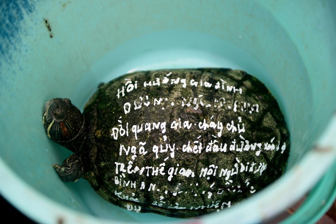 Phóng Sinh Rùa Có Ý Nghĩa Gì?